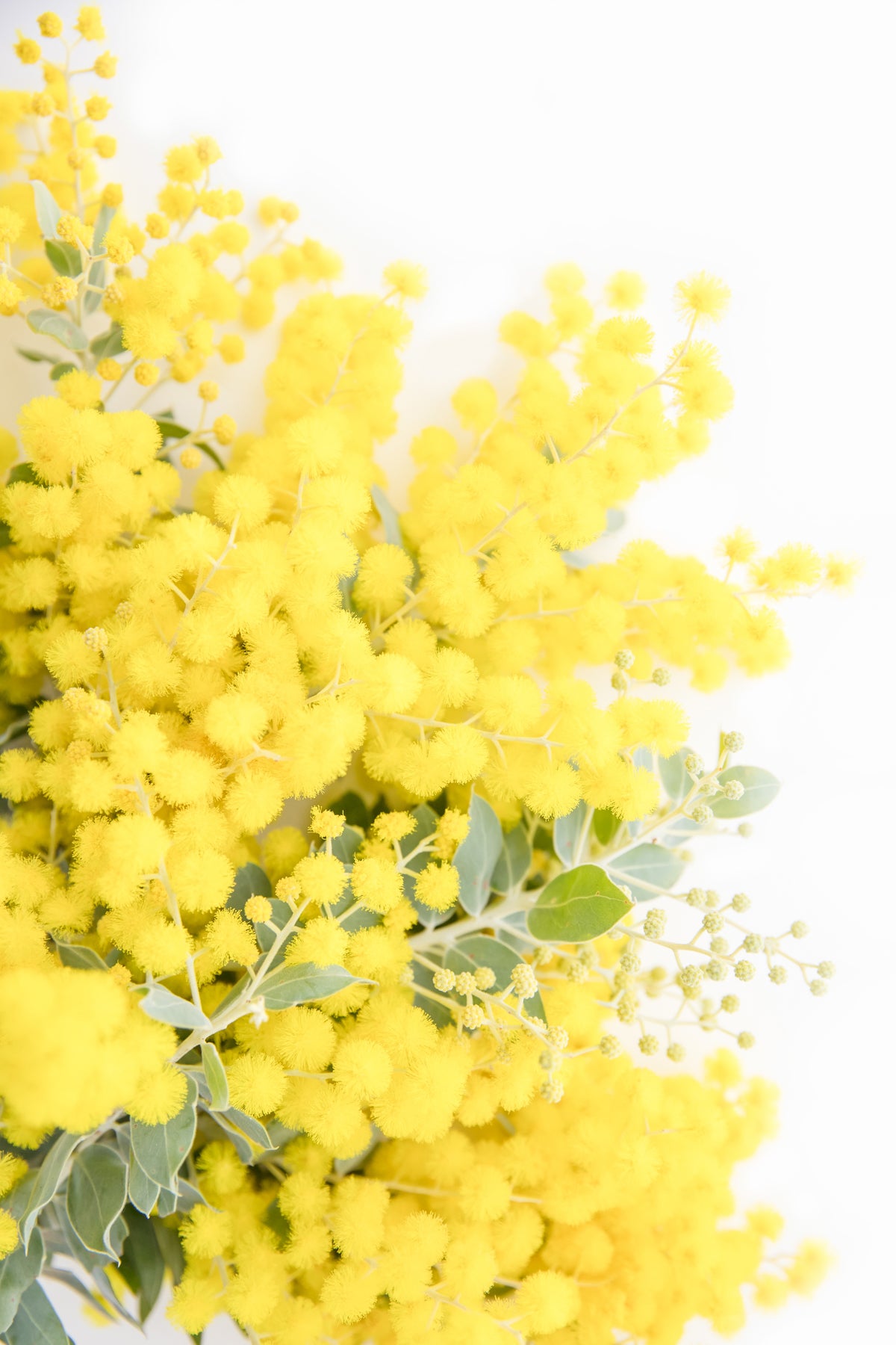 Wattle