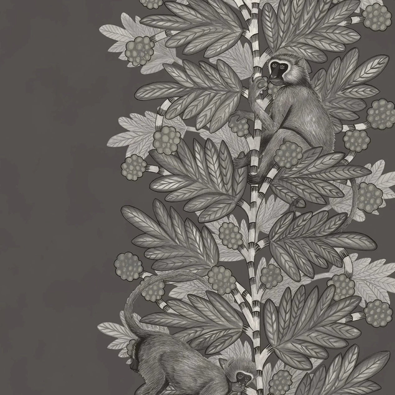 Acacia - Black