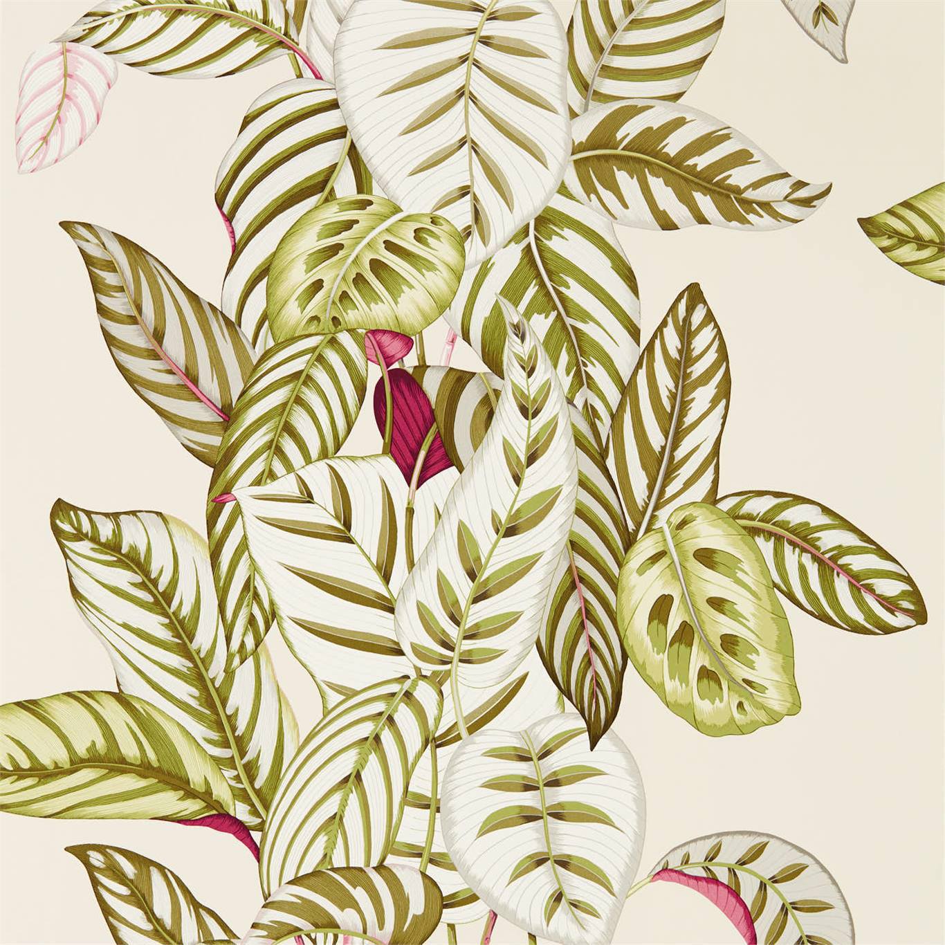 Calathea - Olive