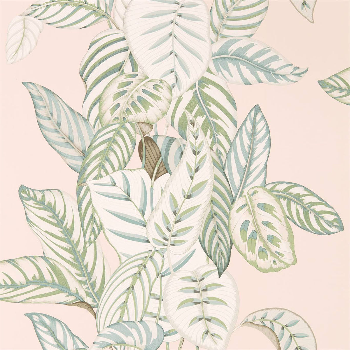 Calathea - Orchid/Eucalyptus