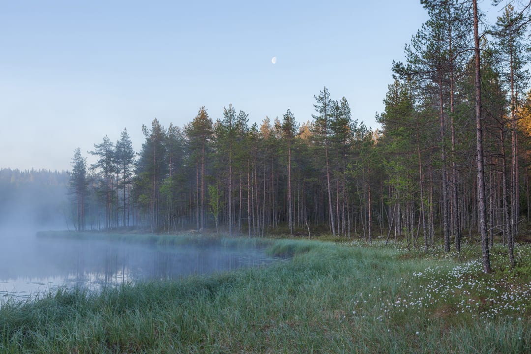 Forest Lake