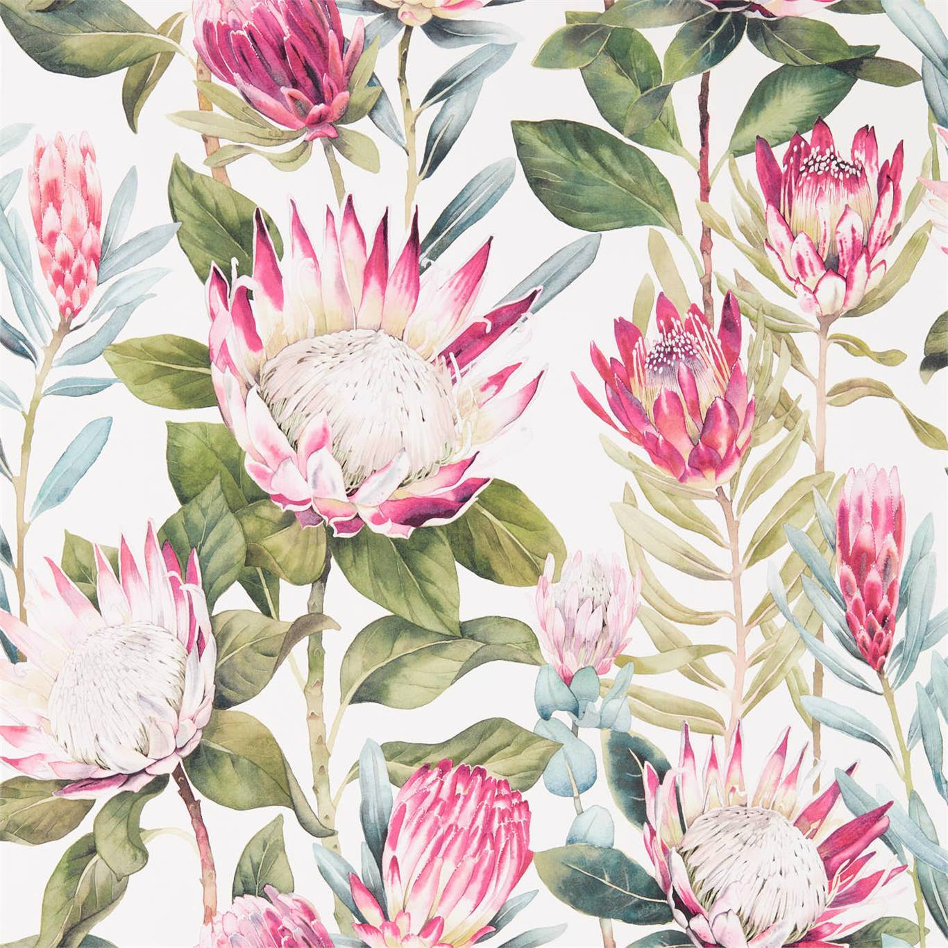 King Protea - Rhodera/Cream
