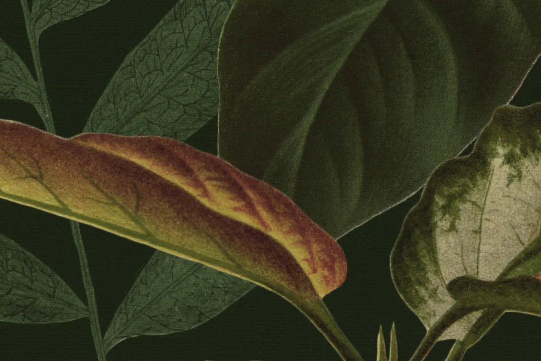 Mischievous Jungle - Lush