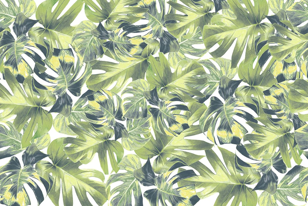 Welcome to the Jungle