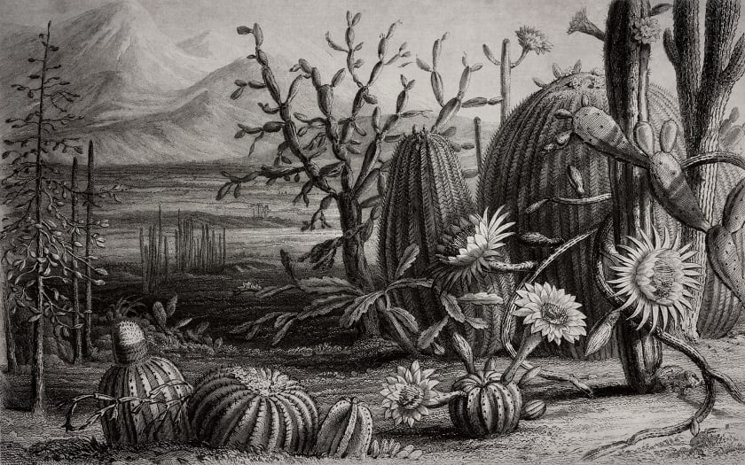 Cactus Garden