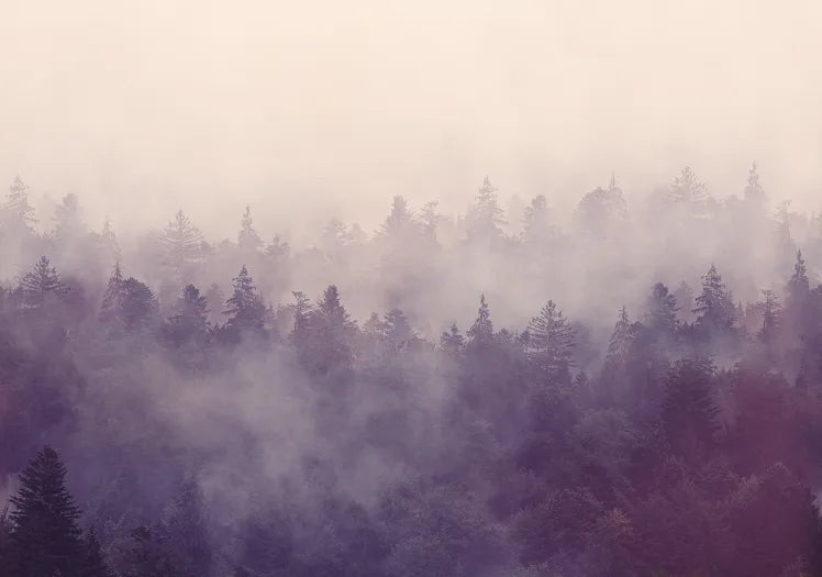 Fir Forest