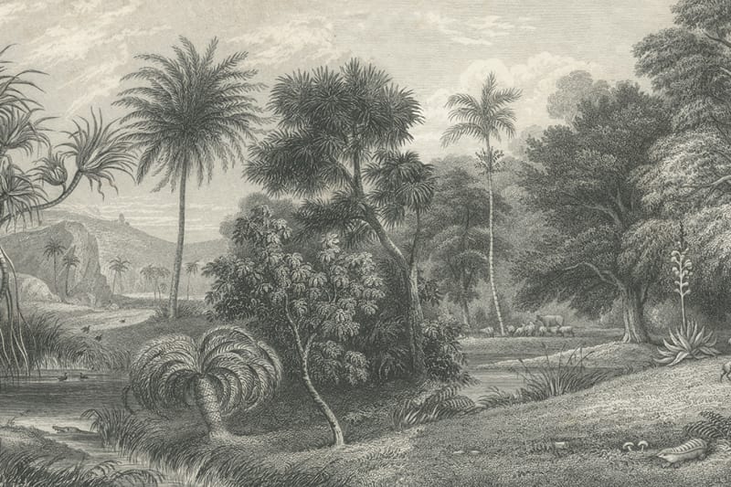 Jungle Land - Vintage