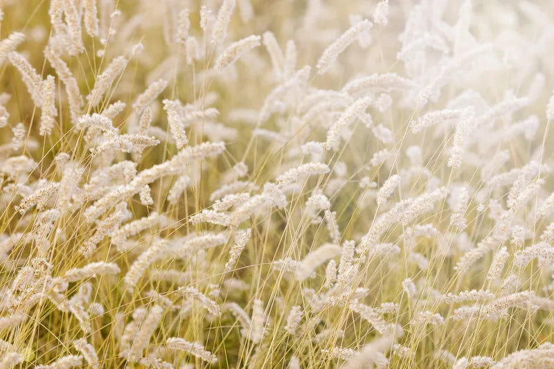 Lay in the Hay