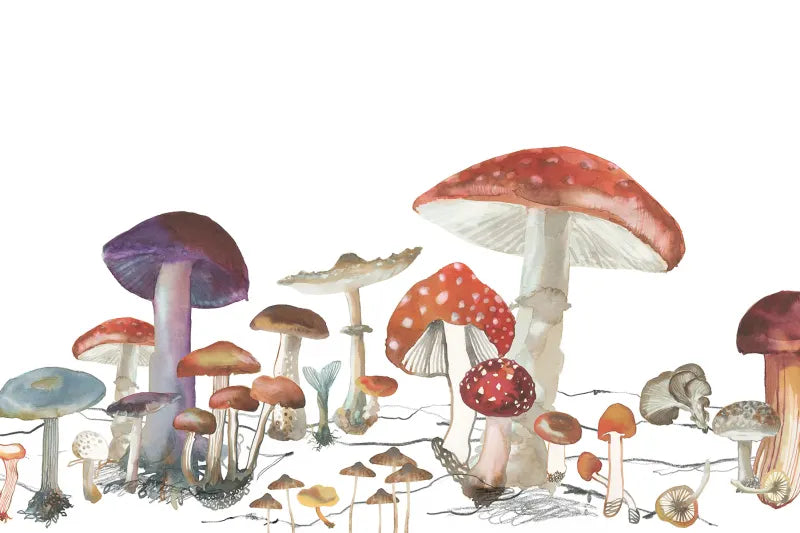 Woods of Wonder