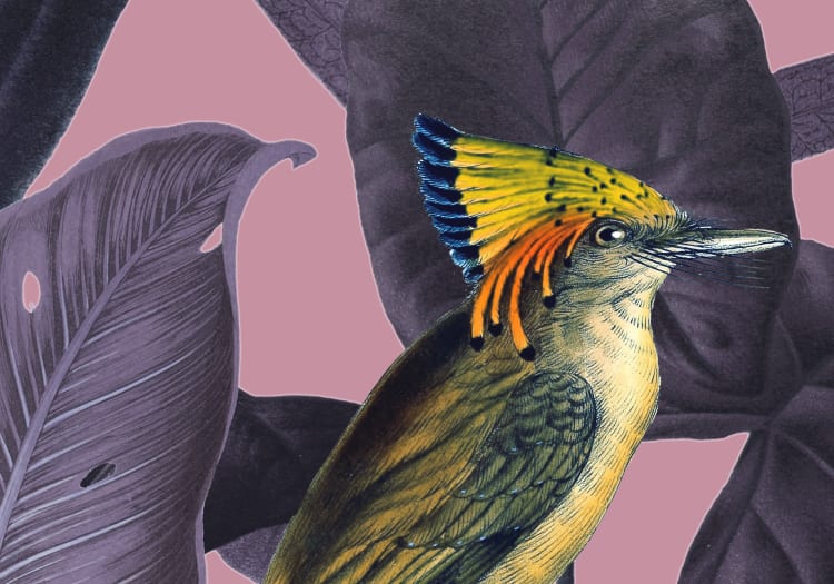 Yellow Bird - Dusk