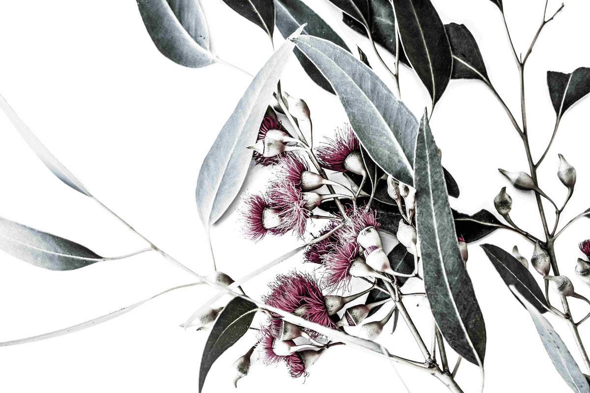 Pink Flowering Gum