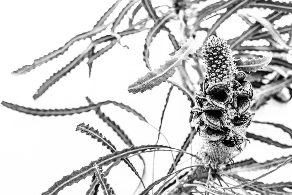 Bare Nature