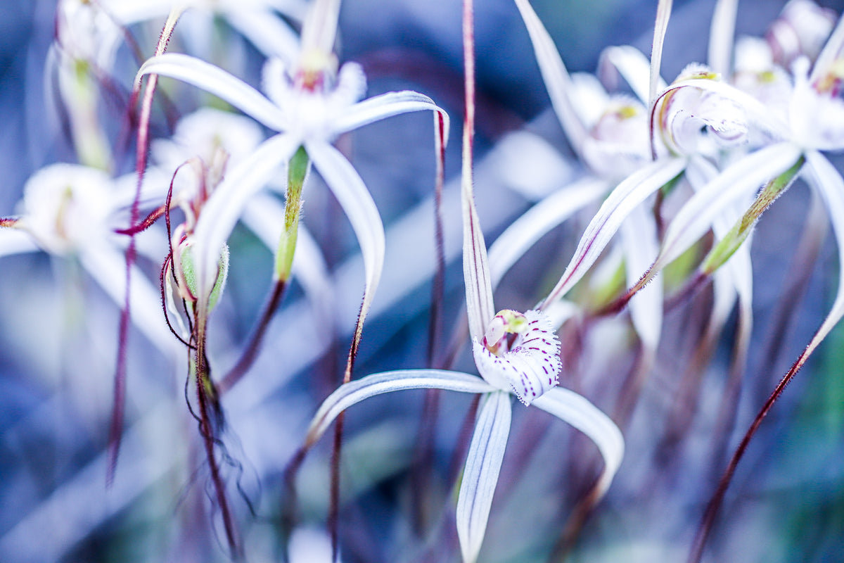 Wild Spiders
