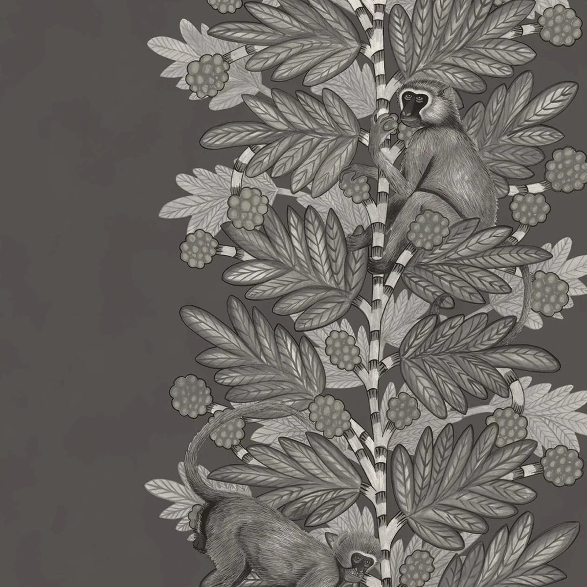 Acacia - Black