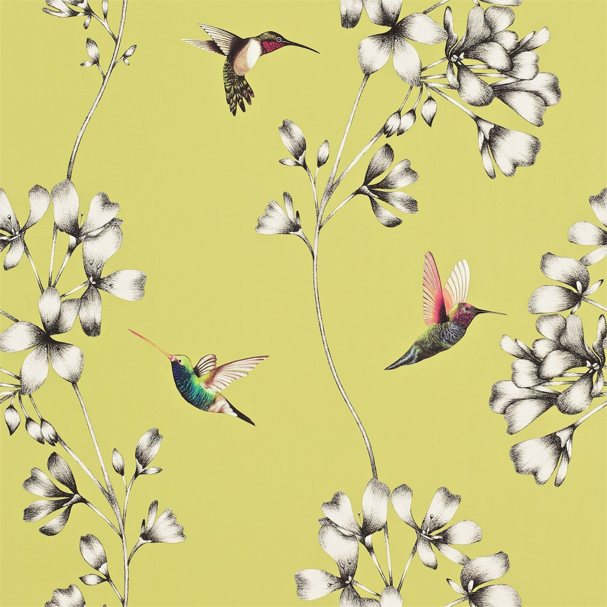 Amazilia - Gooseberry