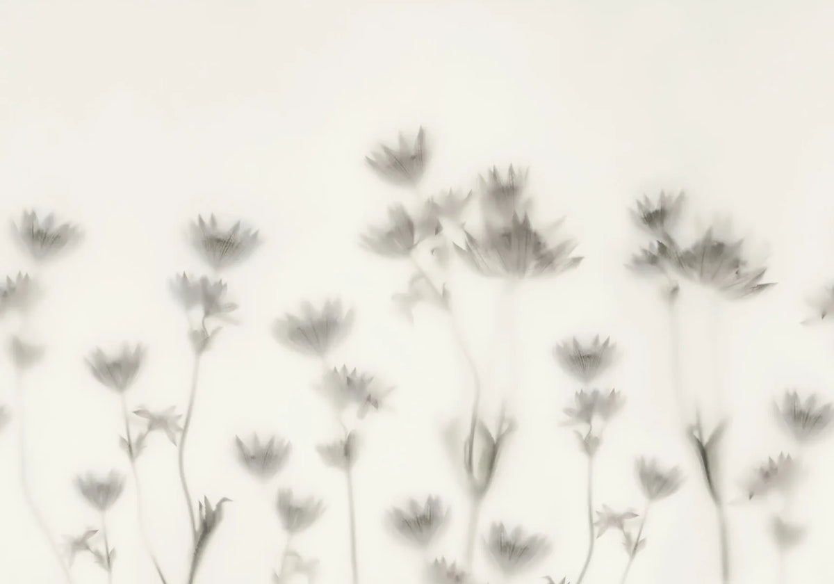 Astrantia - Black & White