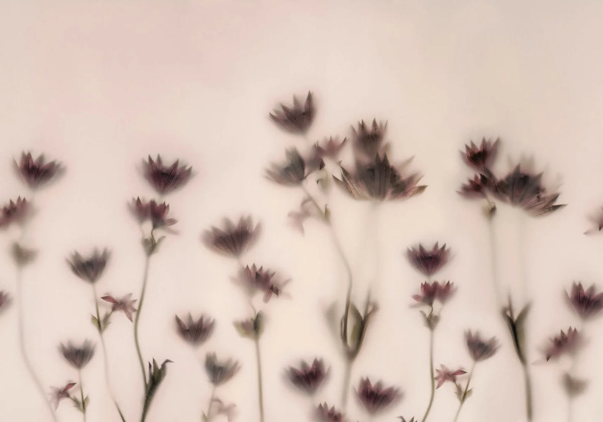 Astrantia - Pink