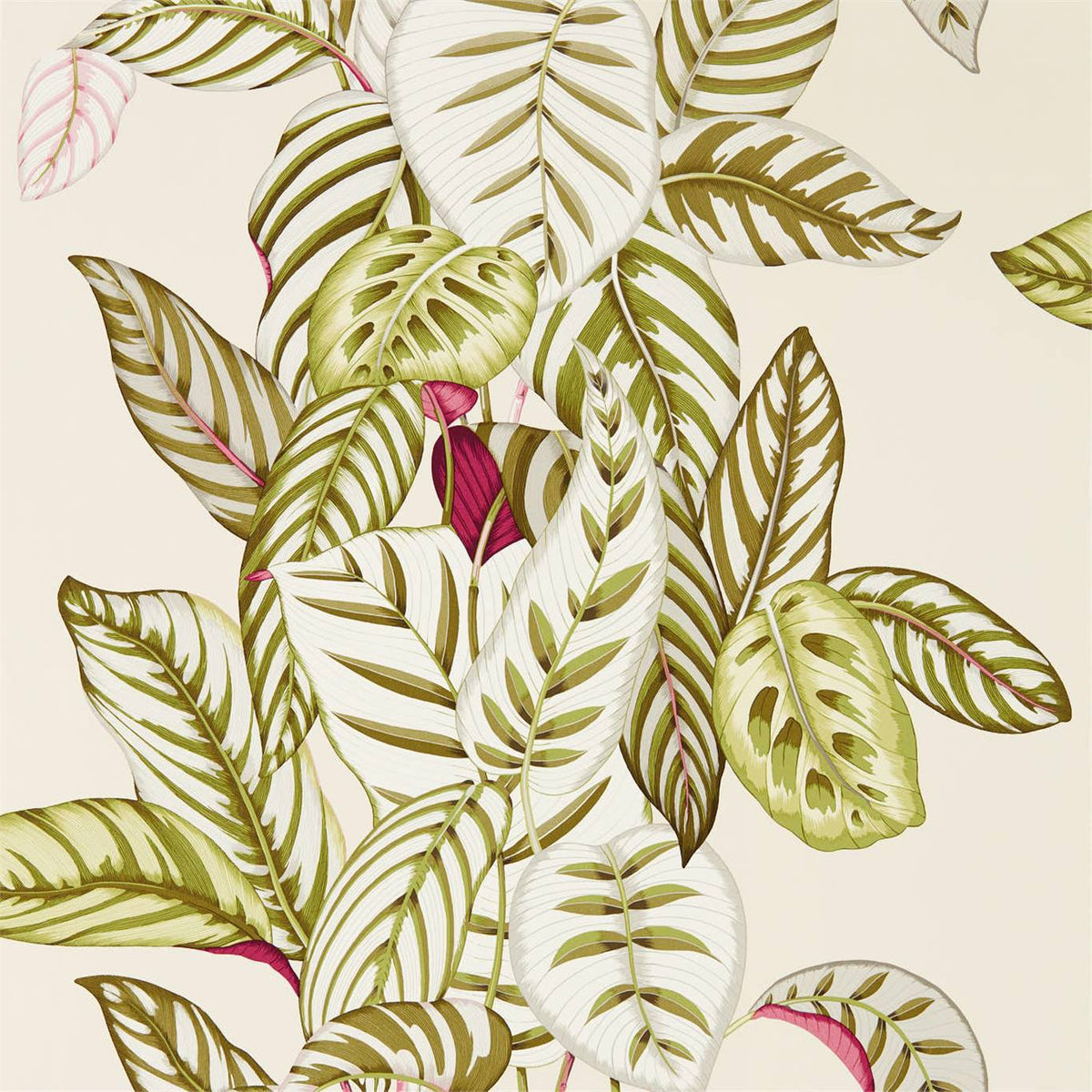 Calathea - Olive