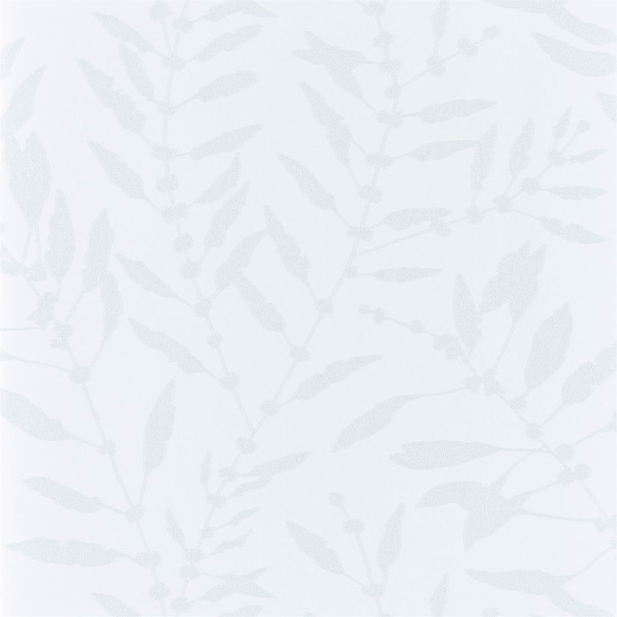 Chaconia Shimmer - Blush