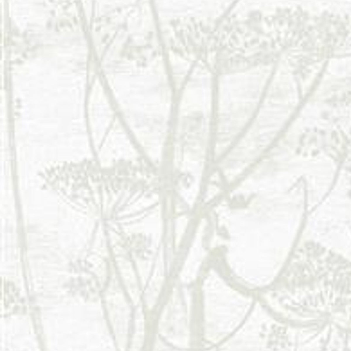 Cow Parsley - Chalk/Parchment