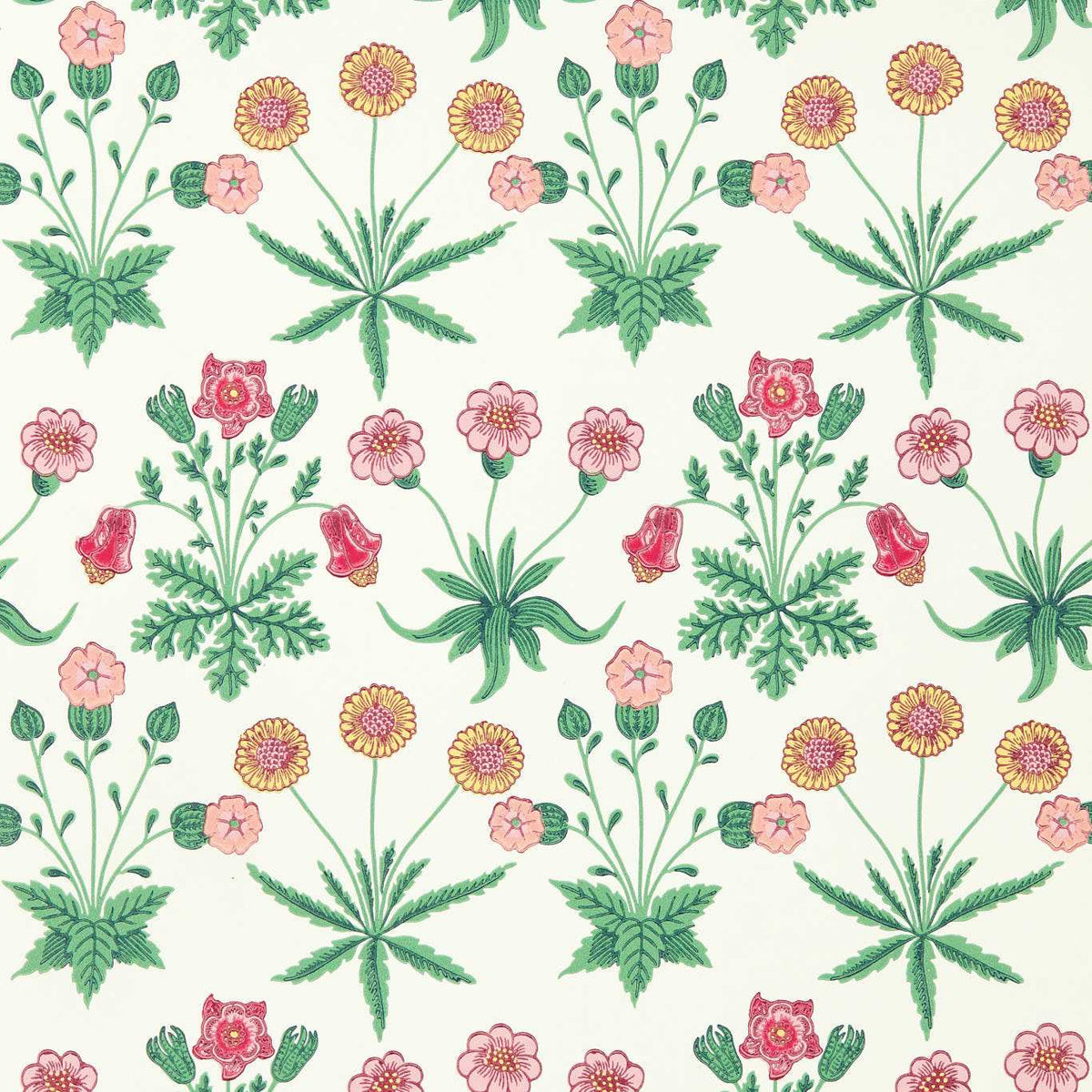 Daisy - Strawberry Fields