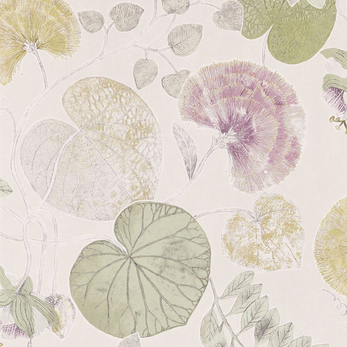 Dardanella- Linden/Heather