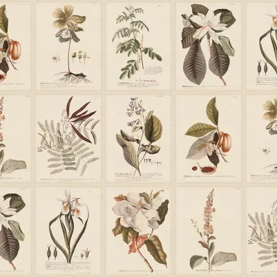Flora - Sepia