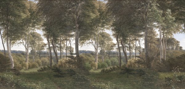 Danish Forest - Morning