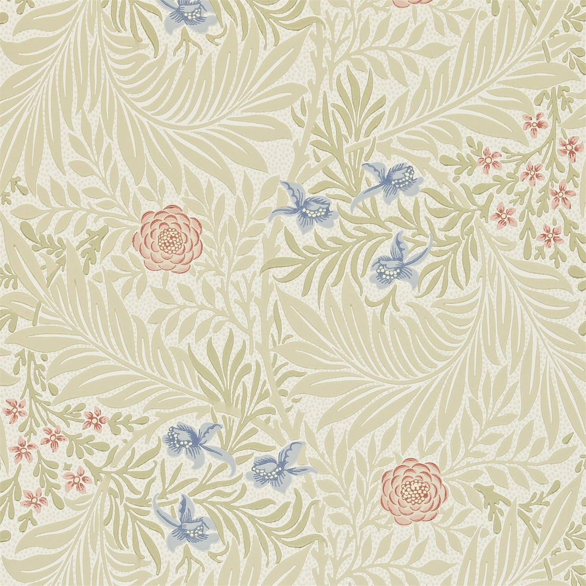 Larkspur - Manilla/Old Rose