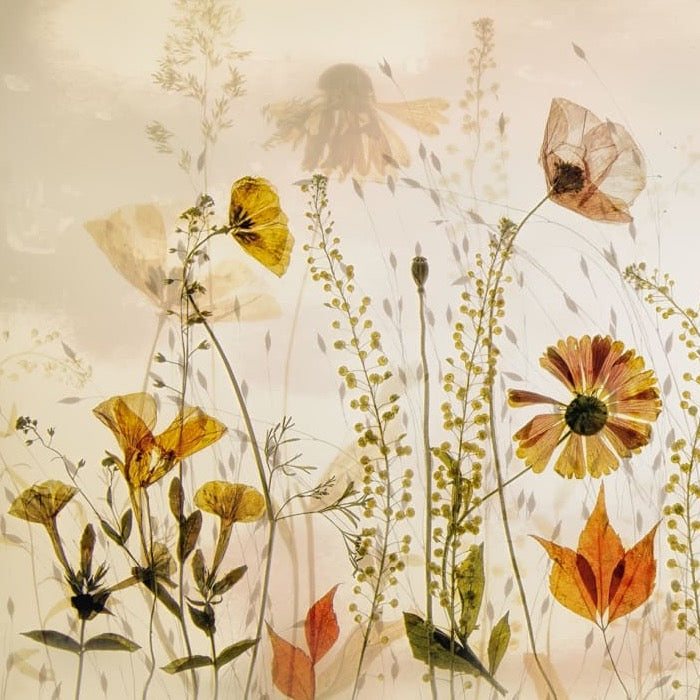 Midsummer Meadow