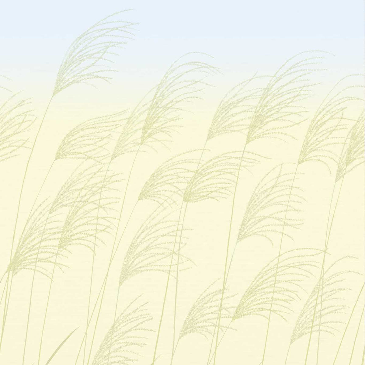 Miscanthus - Buttermilk/Sky