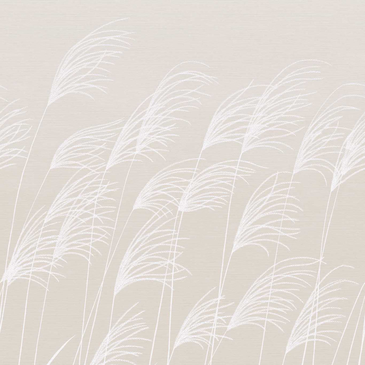 Miscanthus - Parchment/Frost
