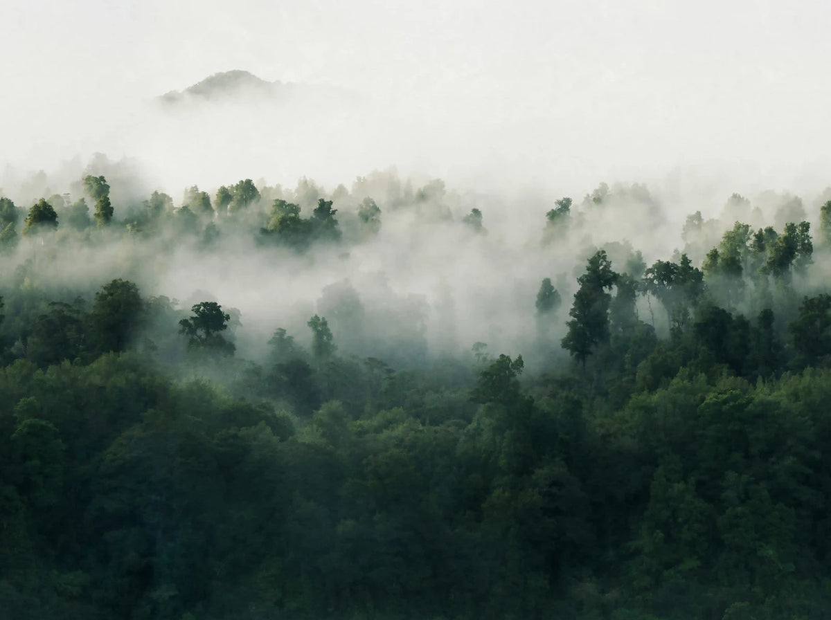 Misty Woodland - Green