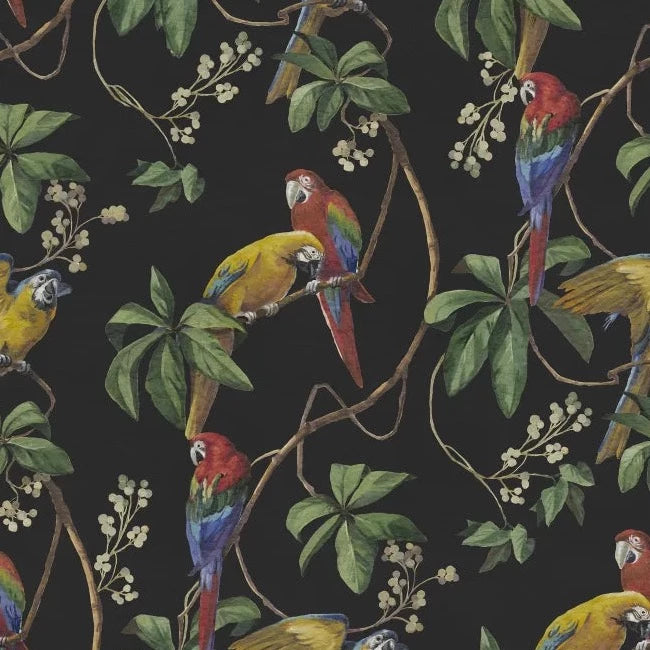 Parrots - Midnight