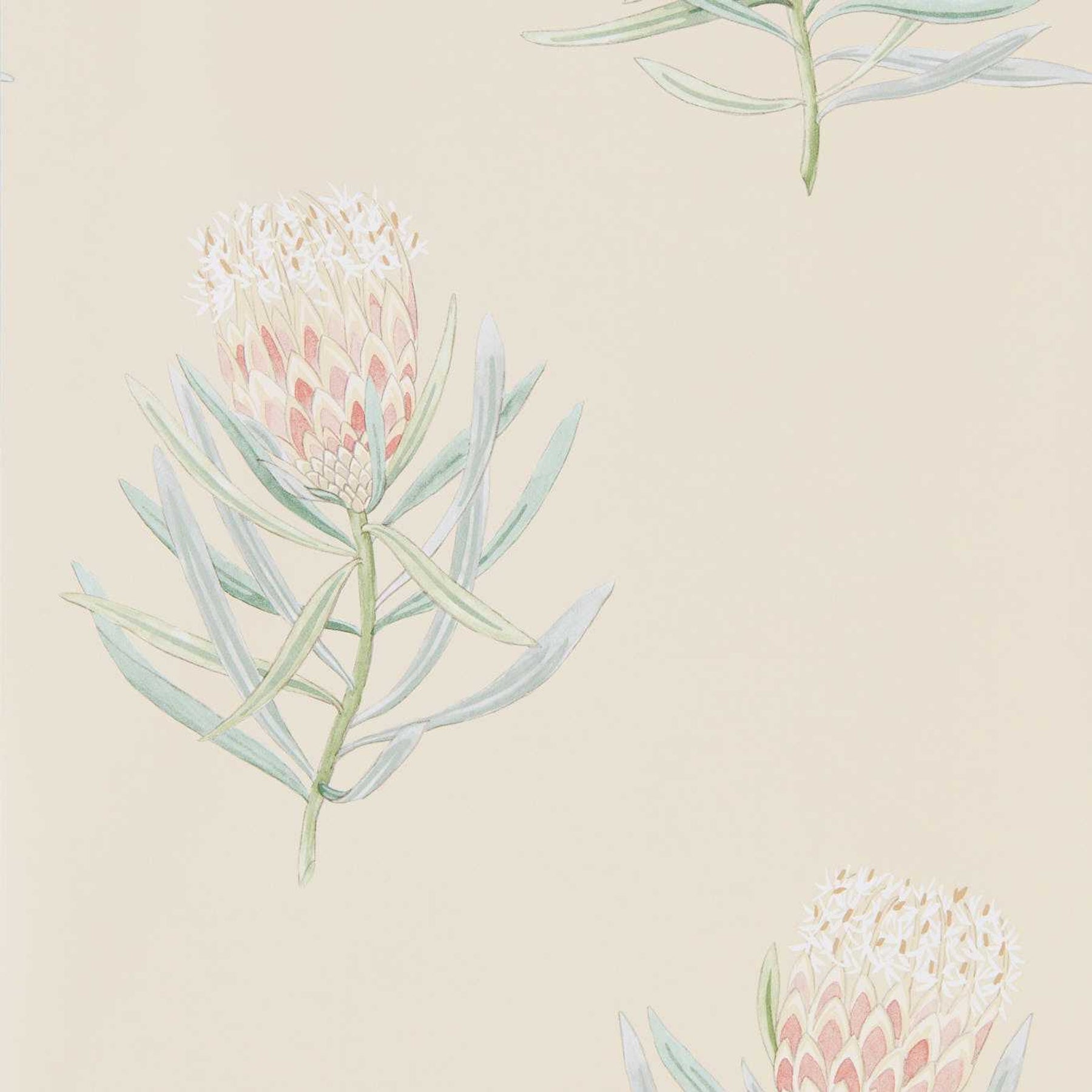 Protea Flower - Russet/Green
