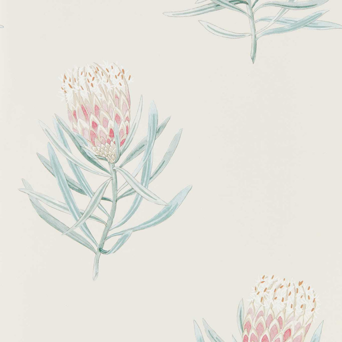 Protea Flower - Porcelain/Blush
