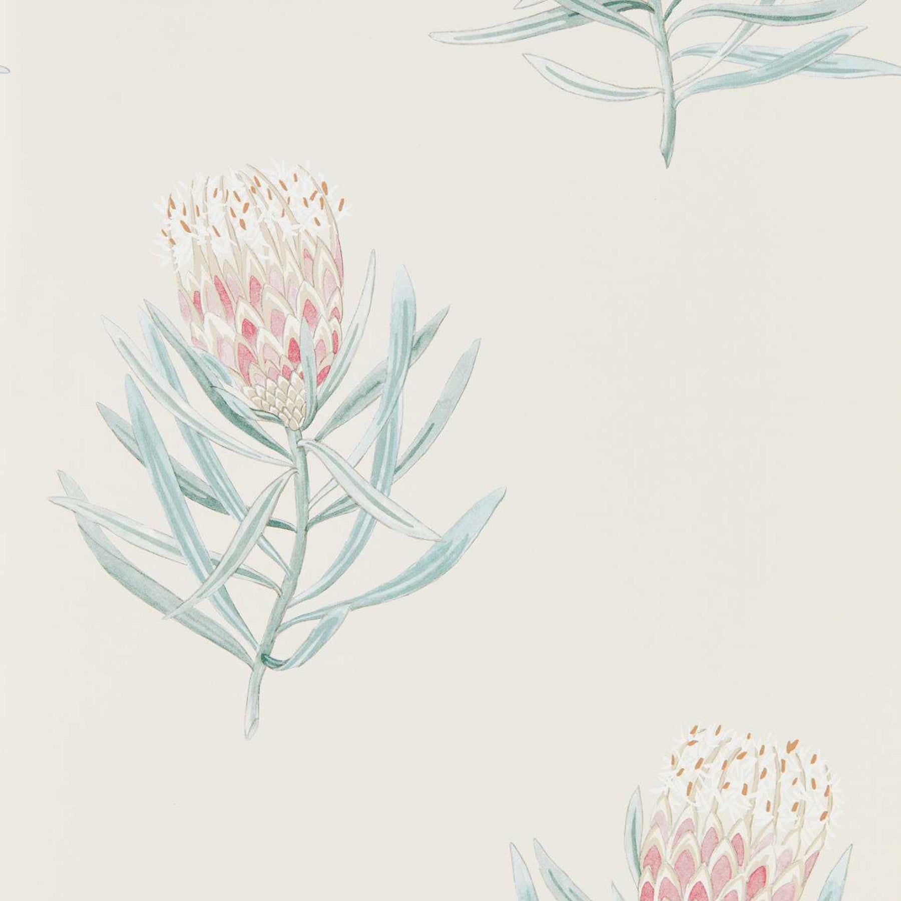 Protea Flower - Porcelain/Blush