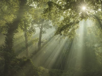 Sun Raz's Sun Rays