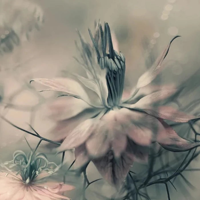 Vintage Blossoms