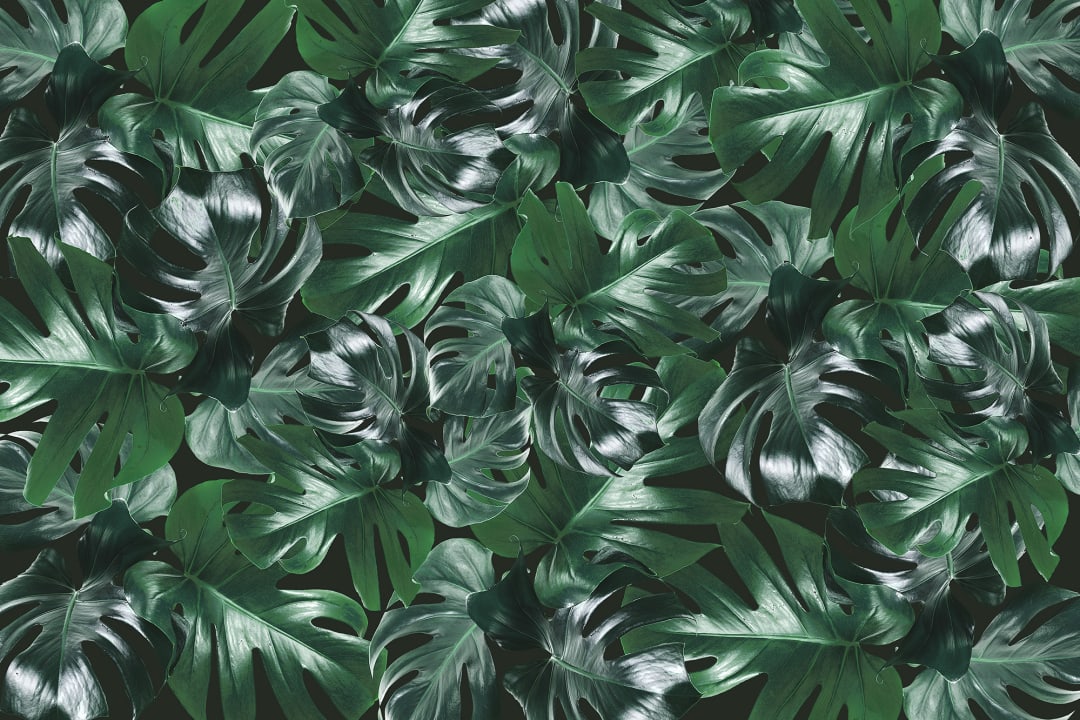 Welcome to the Jungle - Authentic