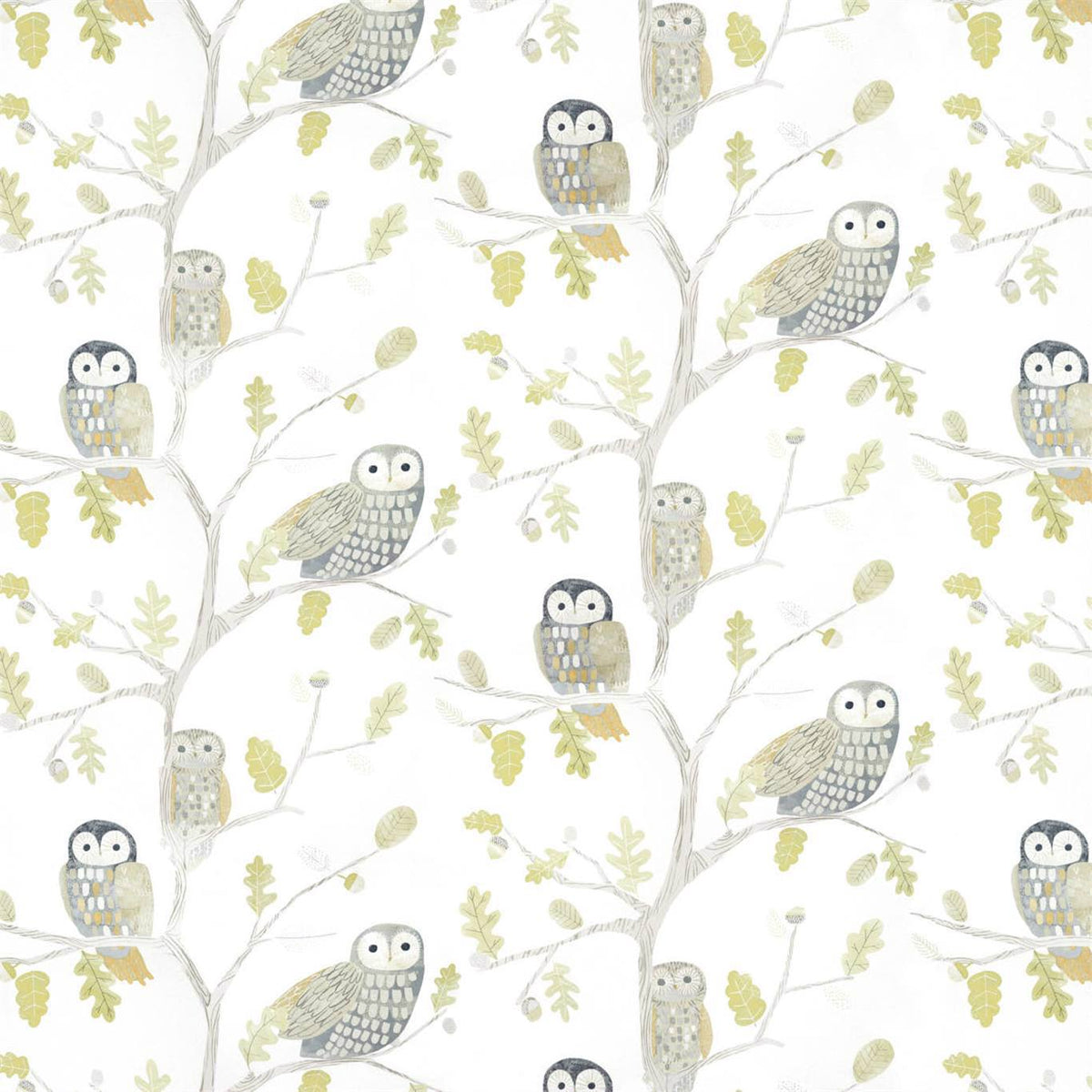 Little Owls - Kiwi