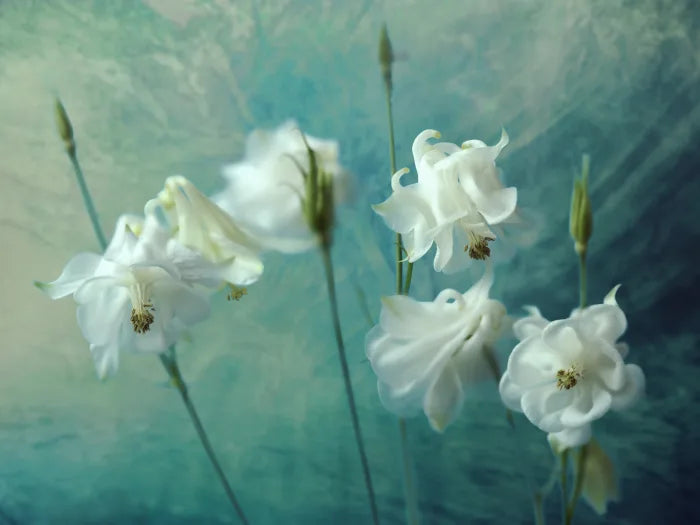 Aquilegia