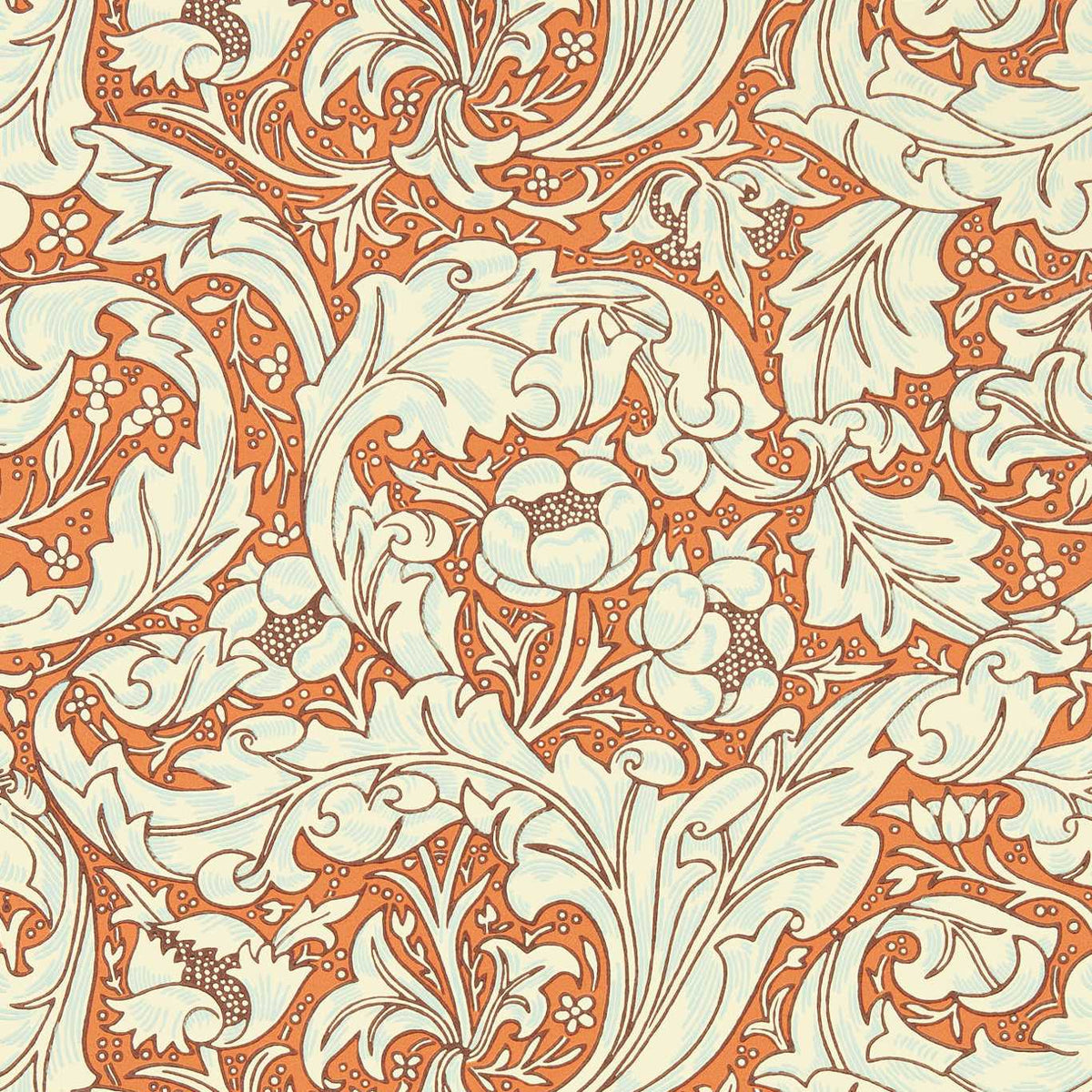 Bachelors Button - Burnt Orange/sky