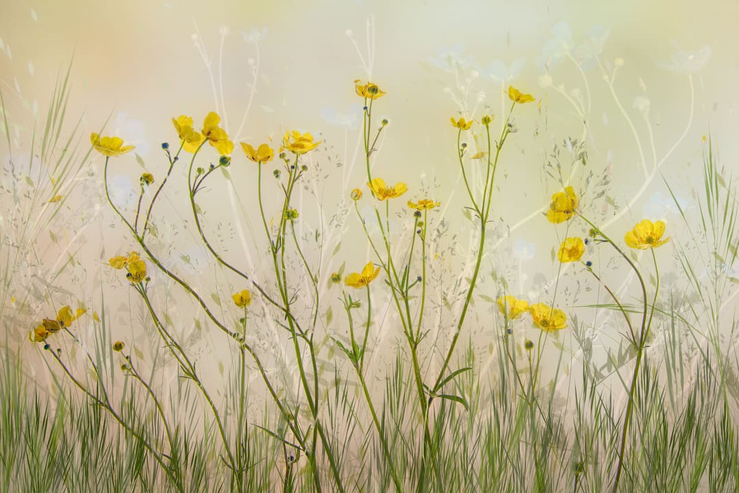 Buttercups