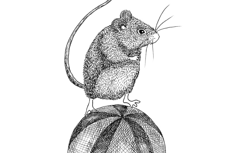 Circus Animal - Maximus