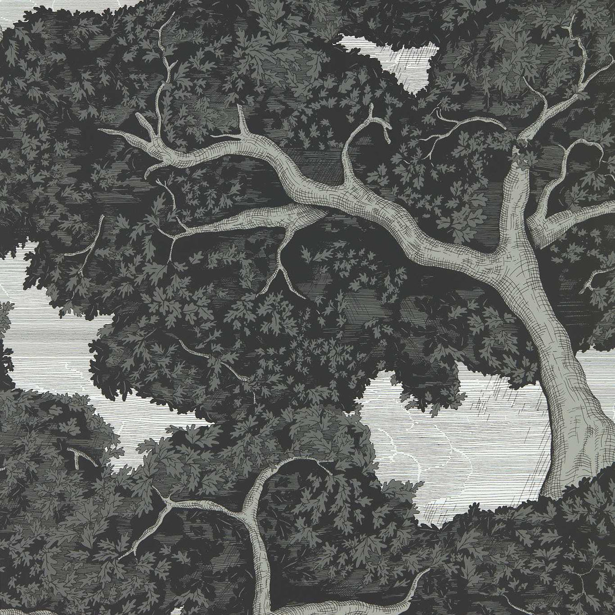 Eternal Oak - Ebony/First Light