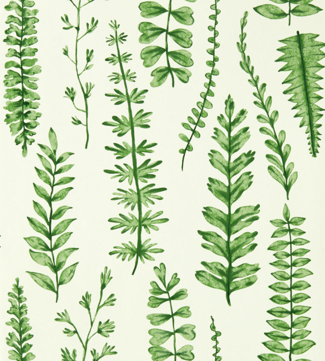 Ferns - Juniper