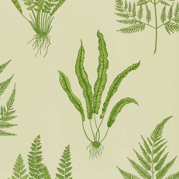 Woodland ferns - Green