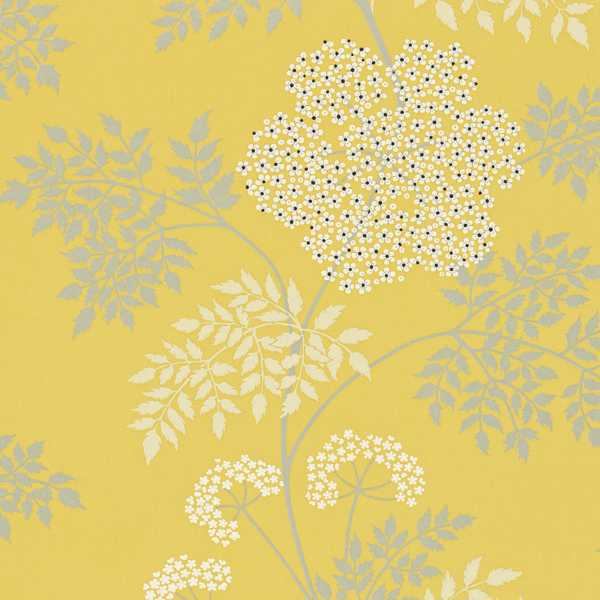 Cow Parsley - Chinese Yellow