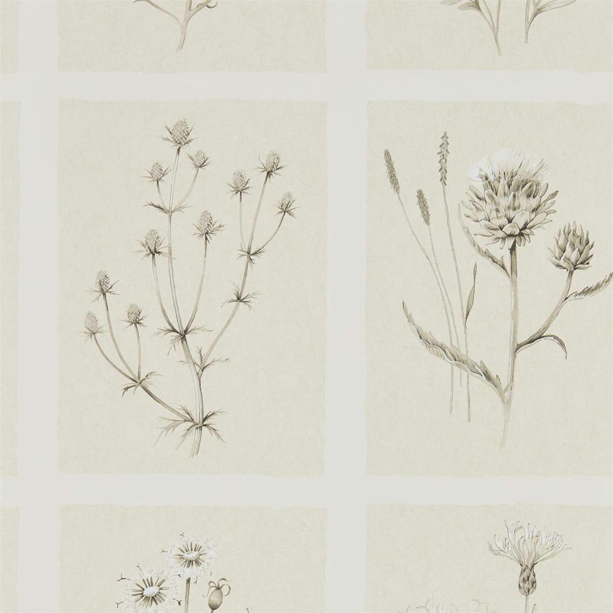 Little Thistles - Ecru